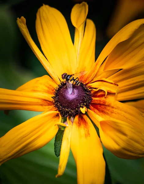 Медоносна Бджола Відпочиває Золотій Квітці Парку Редінг — стокове фото