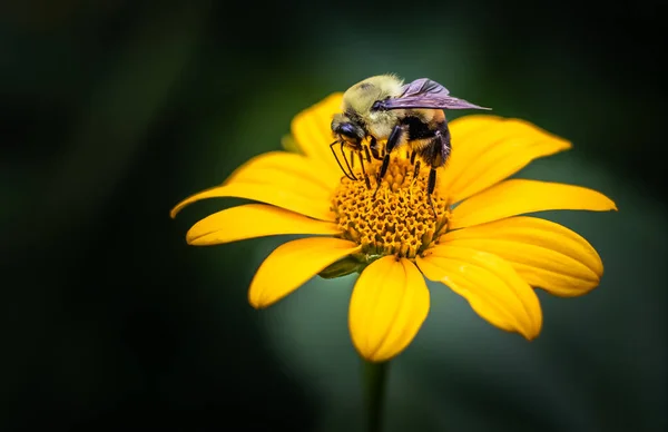 Una Abeja Abejorros Arqueado Alimentándose Intensamente Una Flor Color Amarillo —  Fotos de Stock