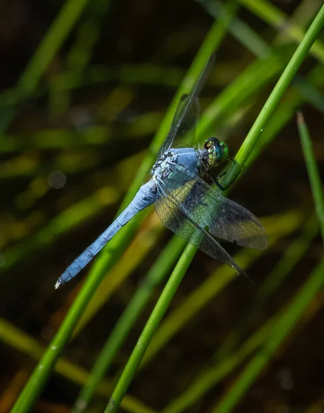 Una Libélula Blue Dasher Contra Una Borrosa Profusión Verde Scotts — Foto de Stock