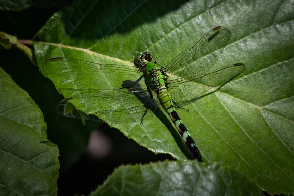 Eine Grüne Pondhawk Libelle Mischt Sich Die Blätter Dahinter — Stockfoto