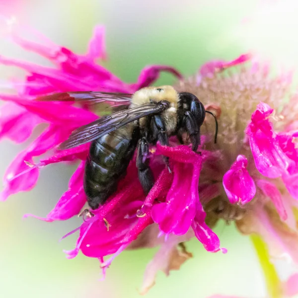 Eastern Bumble Bee Bezig Met Het Tekenen Van Nectar Van — Stockfoto