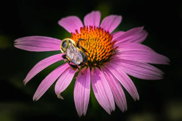 Abejorro Americano Trabaja Una Flor Echinacea Sobre Fondo Verde Oscuro —  Fotos de Stock