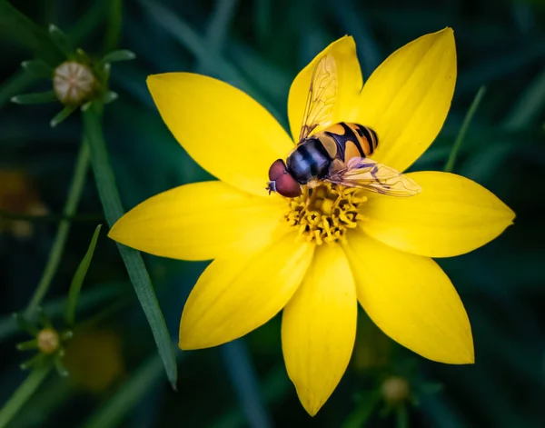 ぼやけた草原を背景に花の中を飛ぶ — ストック写真