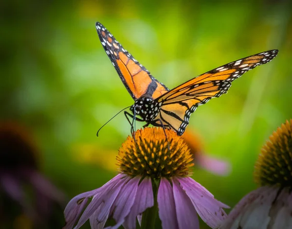 Monarchfalter Ernährt Sich Von Einer Echinacea Blume Auf Einer Sommerwiese — Stockfoto