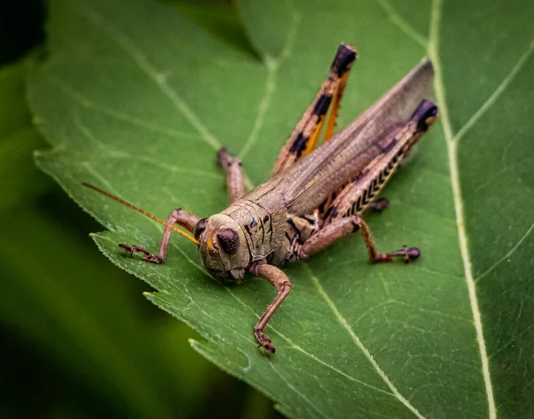 Differential Grasshopper Leaf Surveys Action — Stock Photo, Image