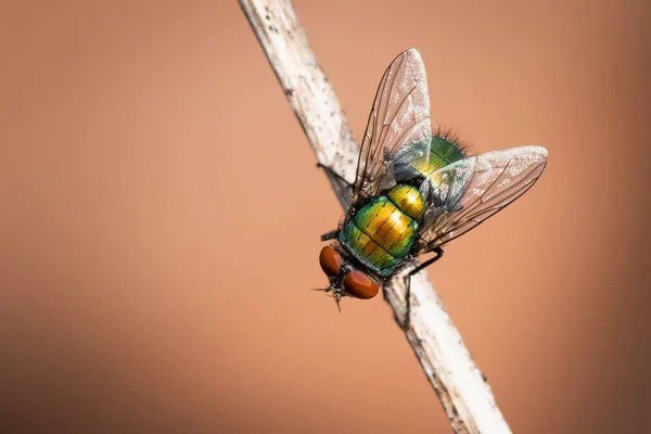 Closeup Tiro Uma Mosca Casa Pequeno Ramo Isolado Contra Fundo — Fotografia de Stock