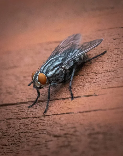 Closeup Flesh Fly Its Compound Eyes — Stock Photo, Image