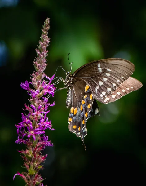 在夏日的草地上 一只黑色燕尾蝶在黑暗模糊的背景下吃着花蜜 — 图库照片