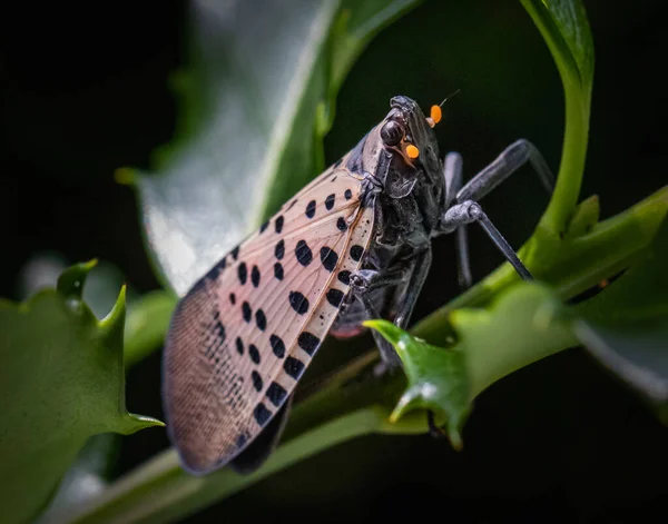 Μια Spotted Lanternfly Κάθεται Ανάμεσα Φύλλα Holly — Φωτογραφία Αρχείου