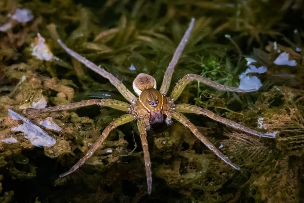 Araña Agua Esperando Pacientemente Almuerzo Lago Agua Dulce Este Pensilvania —  Fotos de Stock