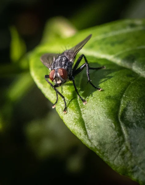 Flesh Fly Sur Une Feuille Regarde Arrière Avec Mille Yeux — Photo