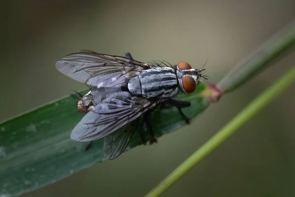 A Flesh Fly walks the plank on a green leaf near Blue Marsh Visitor Center