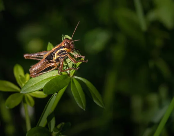 Small Grasshopper Deep Brown Eyes Room Right — Stock Photo, Image