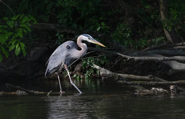 Great Blue Heron Slowly Works Its Way Upstream Never Ending — Stock fotografie