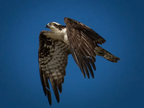 Osprey Летает Над Головой Поисках Своей Следующей Еды Против Чистого — стоковое фото