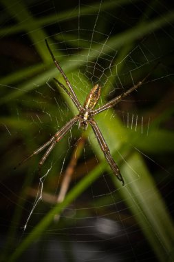 Küçük bir örümcek Blue Marsh Barajı 'nın yakınındaki bir bitki kümesinde dükkan açıyor.