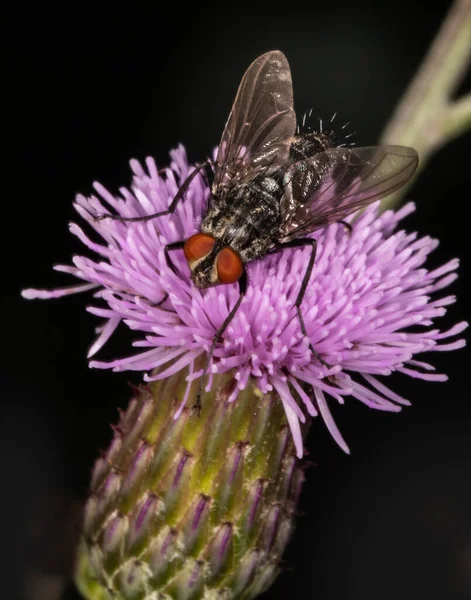 Une Mouche Chair Repose Sur Une Fleur Violette Dans Nature — Photo