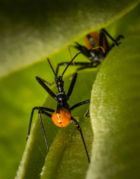 Two Assassin Bugs Meet Plant Meadow Eastern Pennsylvania — Stock Photo, Image