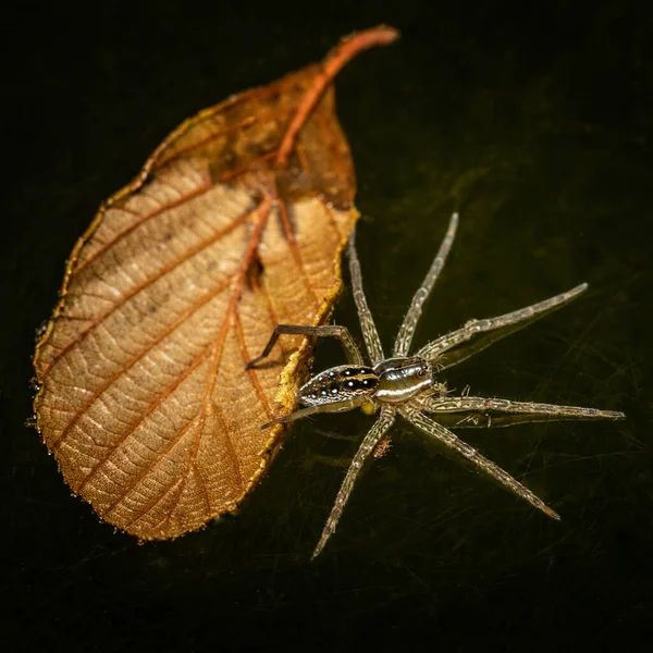 Una Araña Balsa Junto Una Hoja Flotante Las Aguas Del —  Fotos de Stock