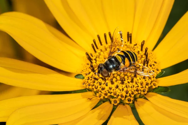 Una Mosca Voladora Suma Intensidad Amarilla Flor Que Alimenta —  Fotos de Stock