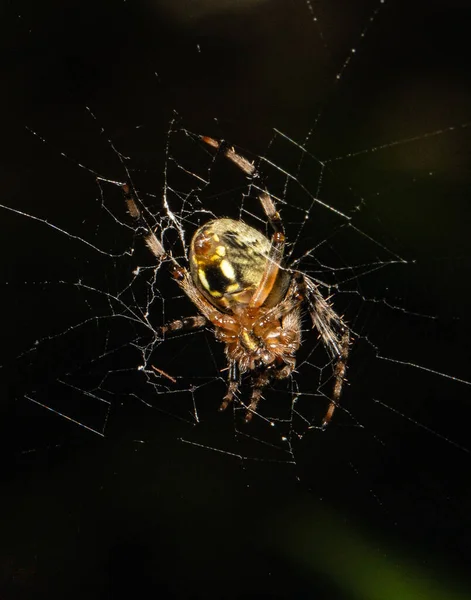 毛皮のクモはブルーマーシュ湖のダムの近くで夏の突風の後 そのウェブを修正します — ストック写真