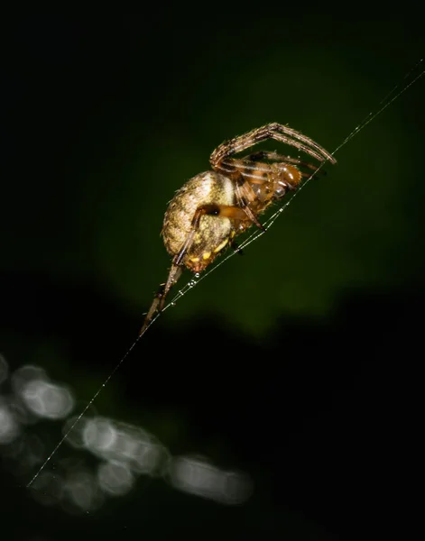 Nce Ipekten Ince Bir Iplik Üzerinde Bir Örümceğin Işi Başlıyor — Stok fotoğraf