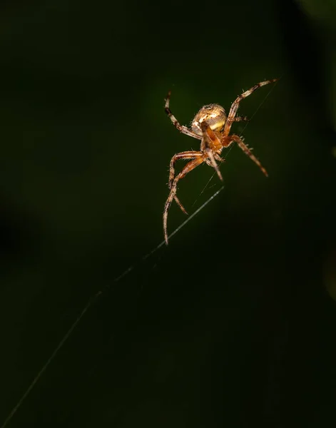 Uma Aranha Orbweaver Sulco Isolada Contra Fundo Escuro Desfocado — Fotografia de Stock