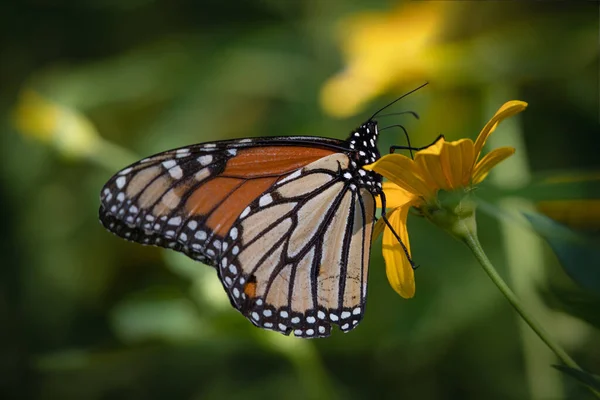 Papillon Monarque Sirotant Nectar Une Fleur Jaune — Photo