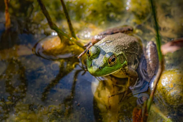 Bullfrog Partly Submerged Rural Pond — Stock fotografie