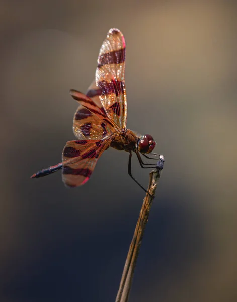 Eine Halloweenartige Libelle Hängt Wind Über Dem Scotts Run Lake — Stockfoto