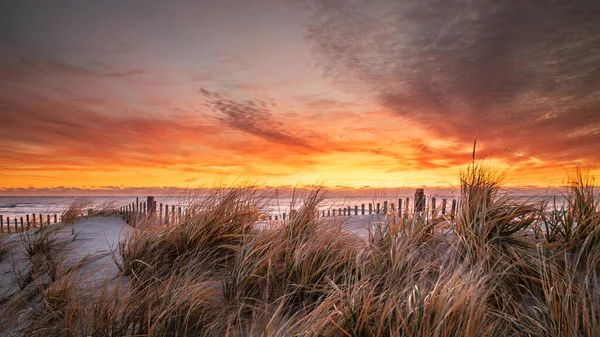 Colorful Sunrise Wind Whipped Grass Pearl Street Beach Haven Long — Stock Photo, Image