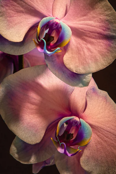 Primo Piano Due Orchidee Phalaenopsis Color Pesca — Foto Stock