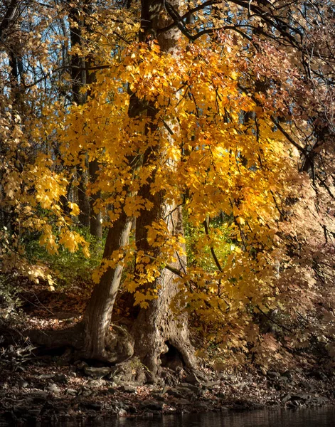 Ein Baumpaar Steht Sonnenlicht Und Glänzt Seinem Herbstlaub — Stockfoto