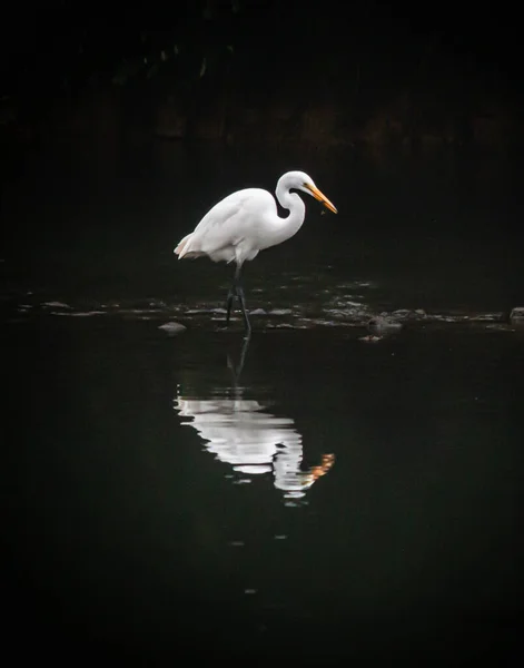 White egret and its reflection next to a line of rocks in the Tulpehocken Creek