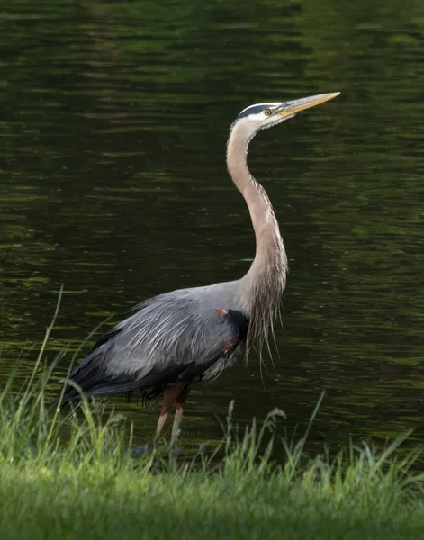 Ein Großer Blauer Reiher Steht Neben Dem Bach Tulpehocken Creek — Stockfoto