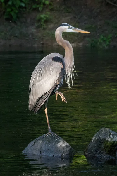 Familiar Pose Great Blue Heron Stands One Leg Perched Stone — Stock Photo, Image