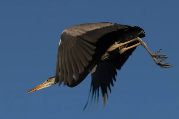 Grand Héron Accélère Immédiatement Sautant Membre Arbre Contre Ciel Bleu — Photo