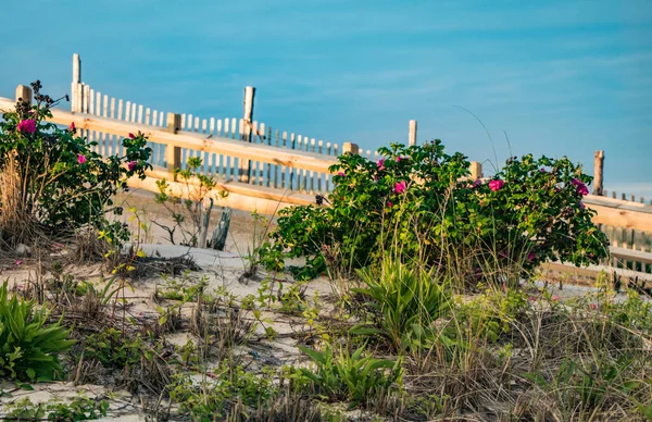 Dune Fencing Handrails Path Beach Pink Flowers Assorted Shrubs Sand — Stock Photo, Image