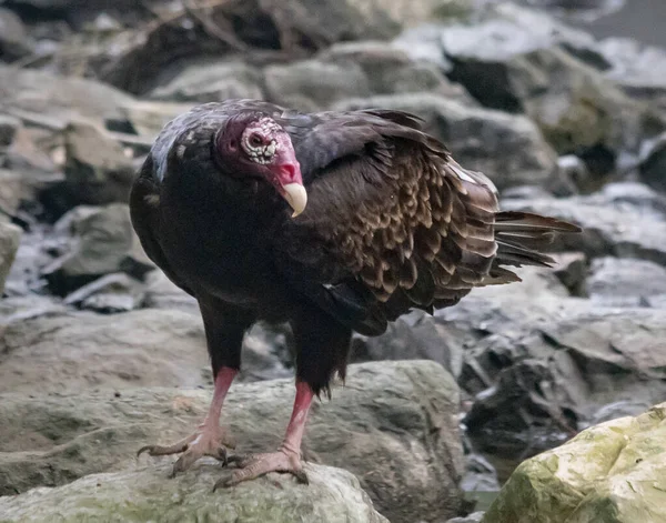 A turkey buzzard show its  tissue-tearing tools - a sharp beak and powerful talons