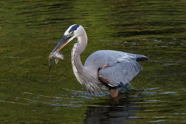 Ein Großer Blaureiher Auf Dem Weg Einem Fischessen Tulpehocken Creek — Stockfoto