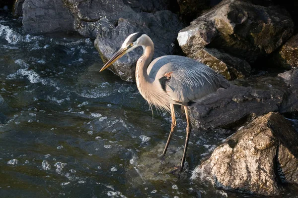 Velká Modrá Volavka Dívá Bouřlivou Záplavu Přehrady Blue Marsh Kvůli — Stock fotografie