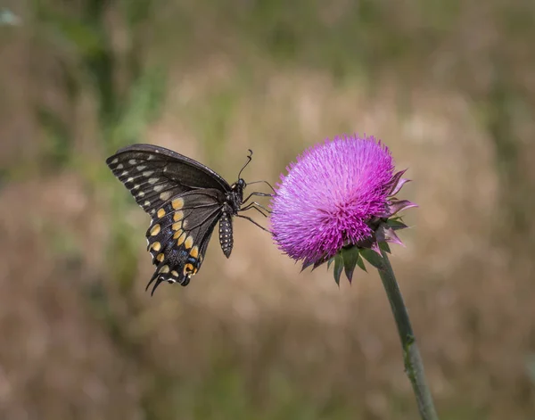 黒髪の蝶は 背景にぼやけた牧草地に対してピンクのアザミの花から蜜を求めています — ストック写真