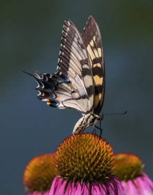 Siyah ve sarı bir kırlangıç kelebeği Pensilvanya 'daki bir çayırda portakal kabuğunun üzerinde beslenir.