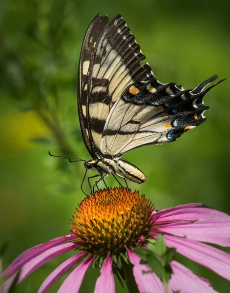 ペンシルベニア州の牧草地で明るいオレンジ色の花に黒と黄色のツバメの蝶が餌を与えます — ストック写真