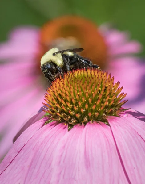 Een Hommel Ruilt Nectar Voor Stuifmeel Bovenop Een Fel Oranje — Stockfoto