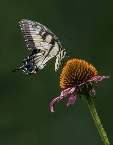 Een Zwarte Gele Zwaluwstaart Vlinder Voedt Zich Met Een Fel — Stockfoto