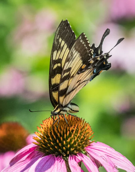 Papillon Queue Hirondelle Noire Jaune Penche Pour Peu Nectar Sur — Photo