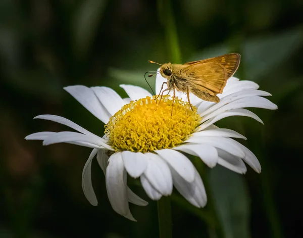 Papillon Couleur Recueille Nectar Une Fleur Marguerite Dans Une Prairie — Photo