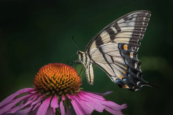 Vue Profil Papillon Queue Hirondelle Noire Jaune Nourrissant Une Fleur — Photo