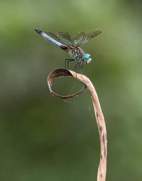 Blue Dasher Dragonfly Pauses Forays Food Natural Setting Eastern Pennsylvania — Stock Photo, Image